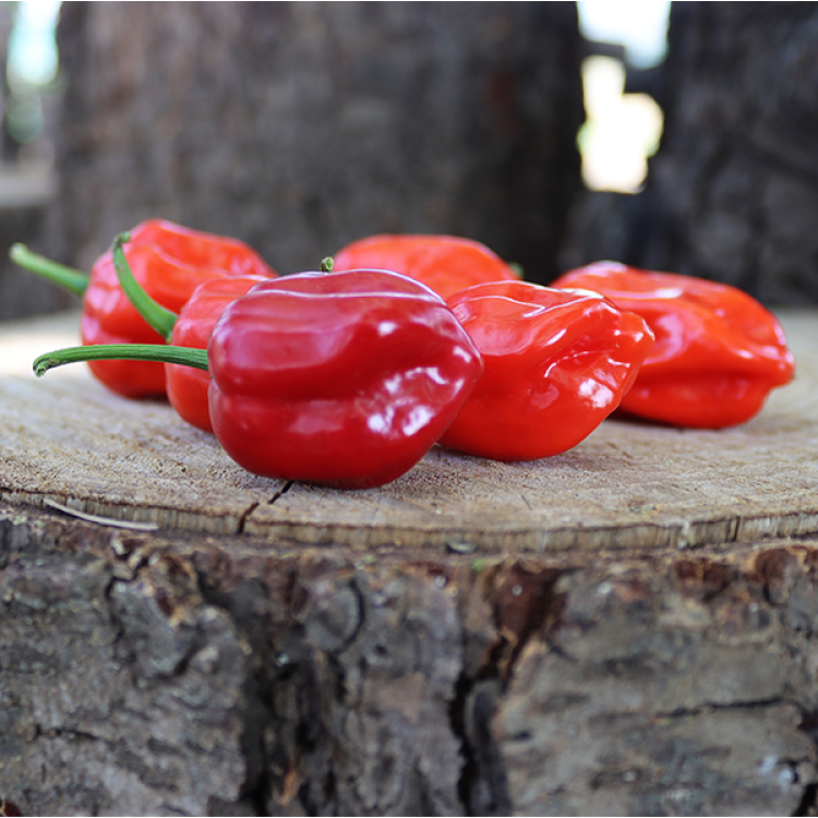 Habanero red best sale 27